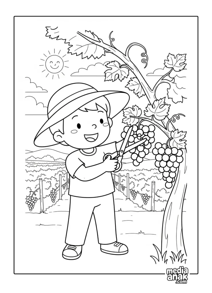 Gambar sketsa mewarnai seorang anak laki-laki memakai topi sedang memanen buah anggur di kebun anggur yang luas dengan latar belakang pemandangan.